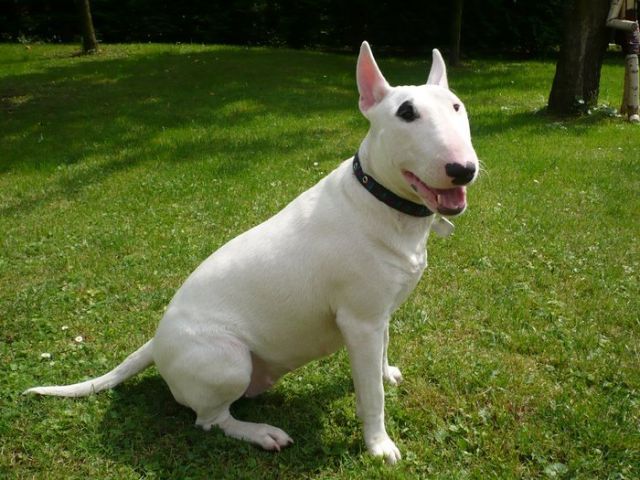 ennie